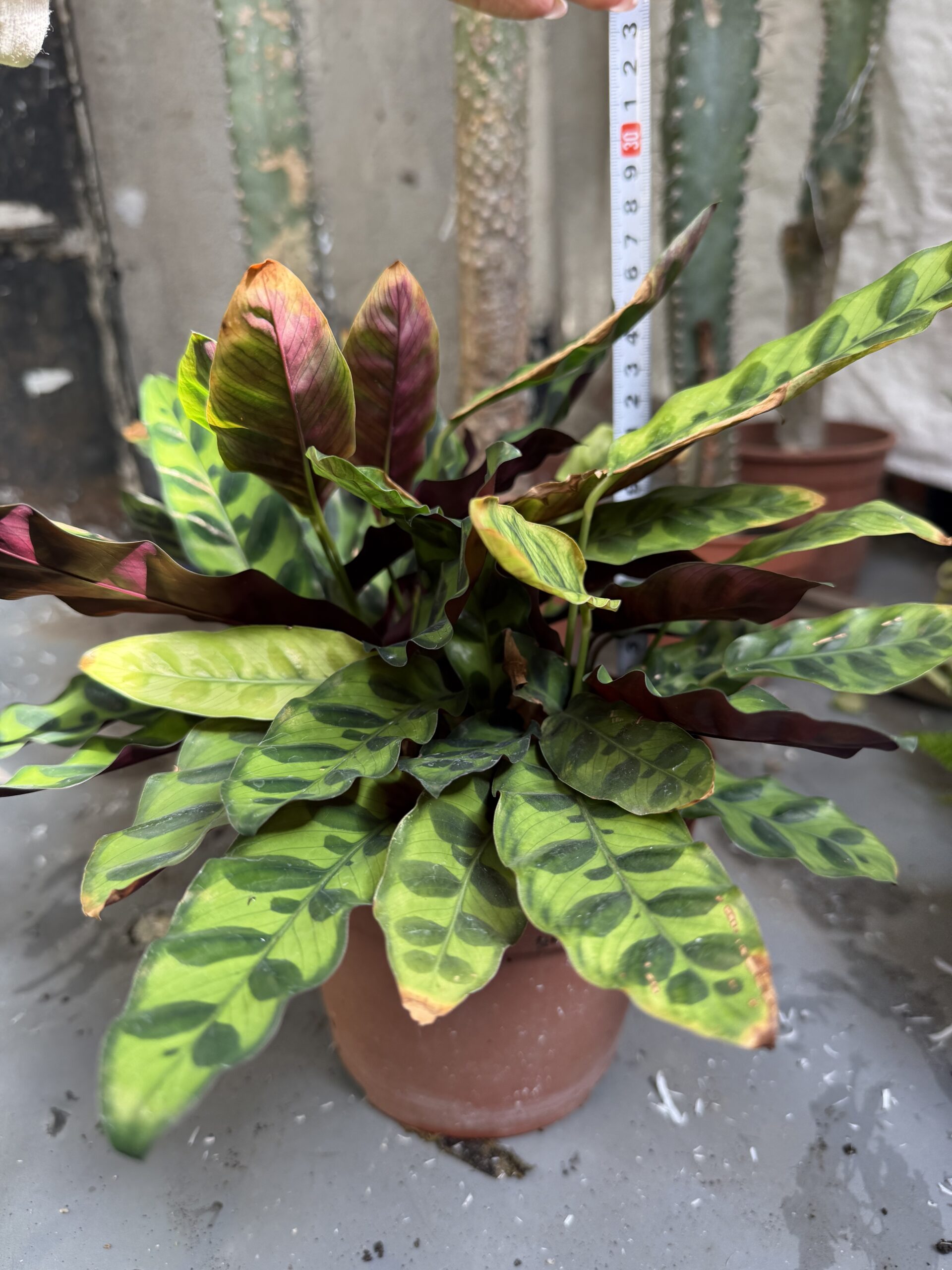 Калатея Гърмяща змия с височина 20 см - Calathea lancifolia - Image 4