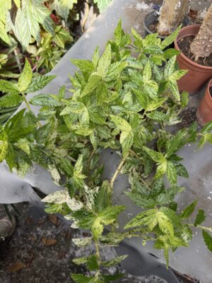 Пелония с височина 25 см - Pellionia repens 'Variegata' Пелония с височина 25 см - Pellionia repens 'Variegata'