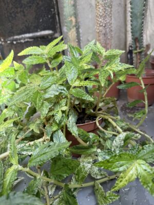 Пелония с височина 25 см - Pellionia repens 'Variegata' Пелония с височина 25 см - Pellionia repens 'Variegata'