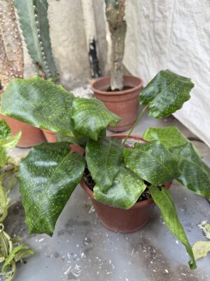 Калатея Нетуърк с височина 20 см - Calathea musaica Калатея Нетуърк с височина 20 см - Calathea musaica