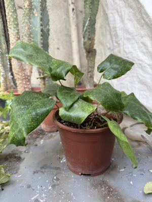 Калатея Нетуърк с височина 20 см - Calathea musaica Калатея Нетуърк с височина 20 см - Calathea musaica