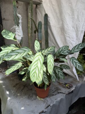 Ктенанте с височина 50 см - Ctenanthe setosa 'Compactstar' Ктенанте с височина 50 см - Ctenanthe setosa 'Compactstar'