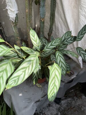 Ктенанте с височина 50 см - Ctenanthe setosa 'Compactstar' Ктенанте с височина 50 см - Ctenanthe setosa 'Compactstar'