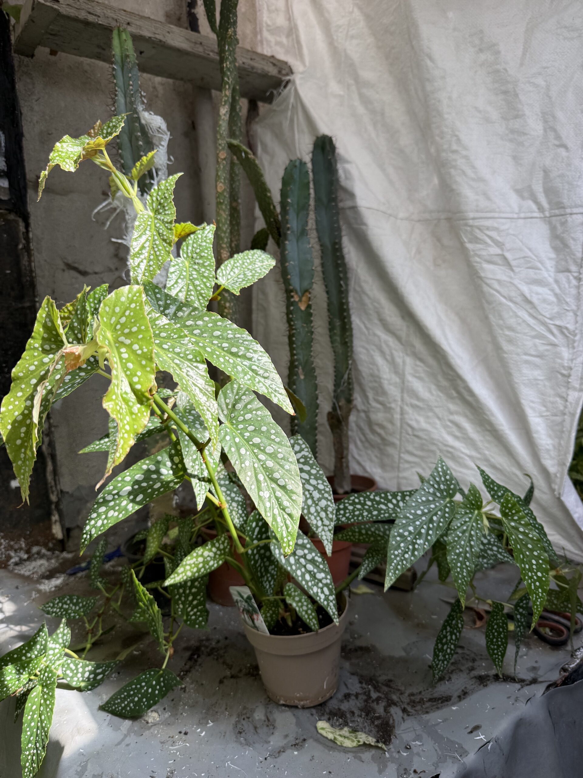 Бегония макулата с височина 60 см - Begonia maculata