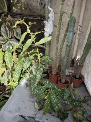 Бегония макулата с височина 60 см - Begonia maculata Бегония макулата с височина 60 см - Begonia maculata
