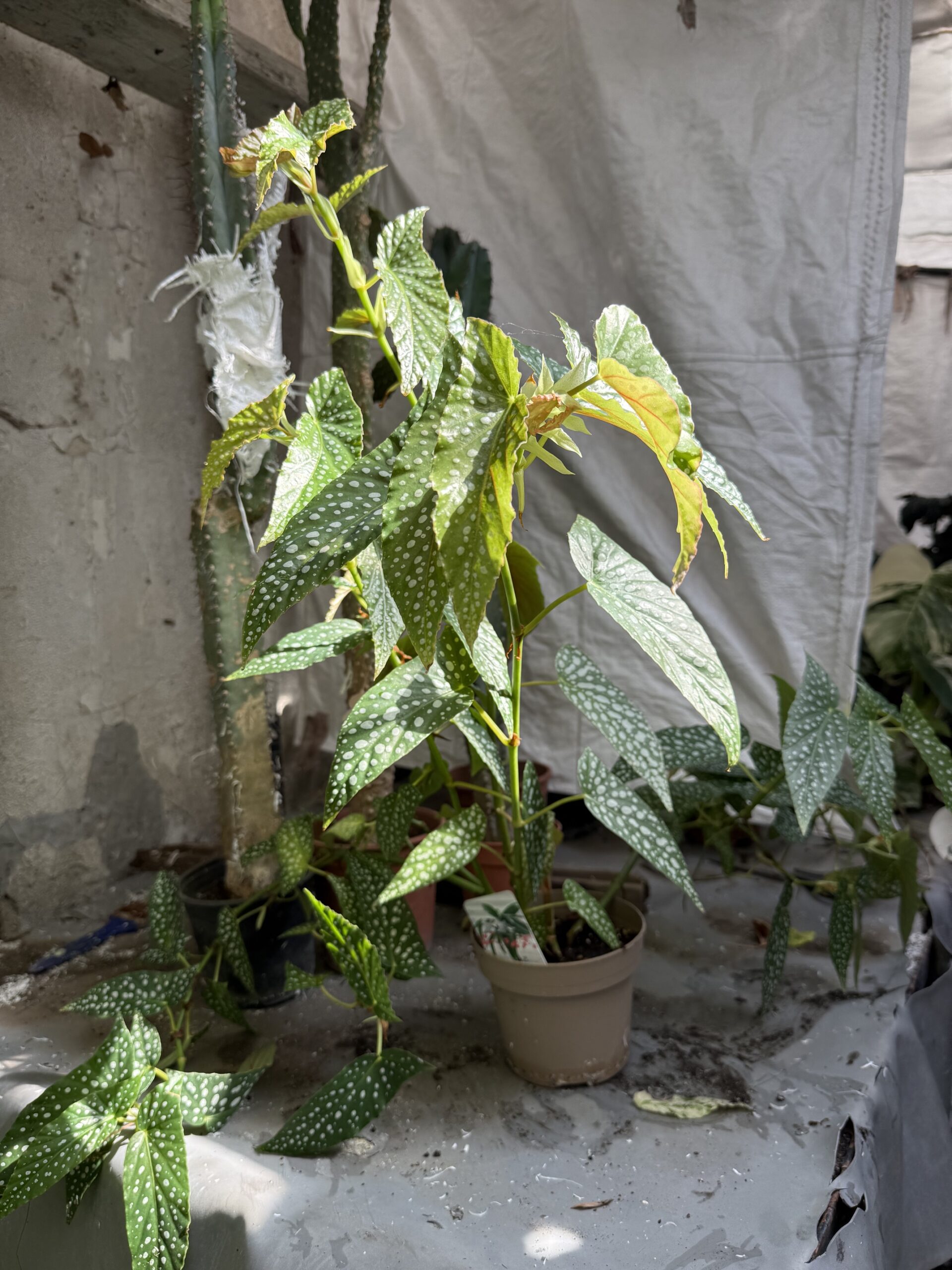 Бегония макулата с височина 60 см - Begonia maculata - Image 3