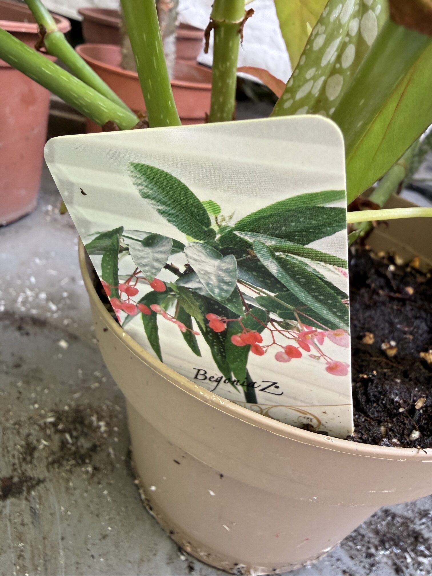 Бегония макулата с височина 60 см - Begonia maculata - Image 4