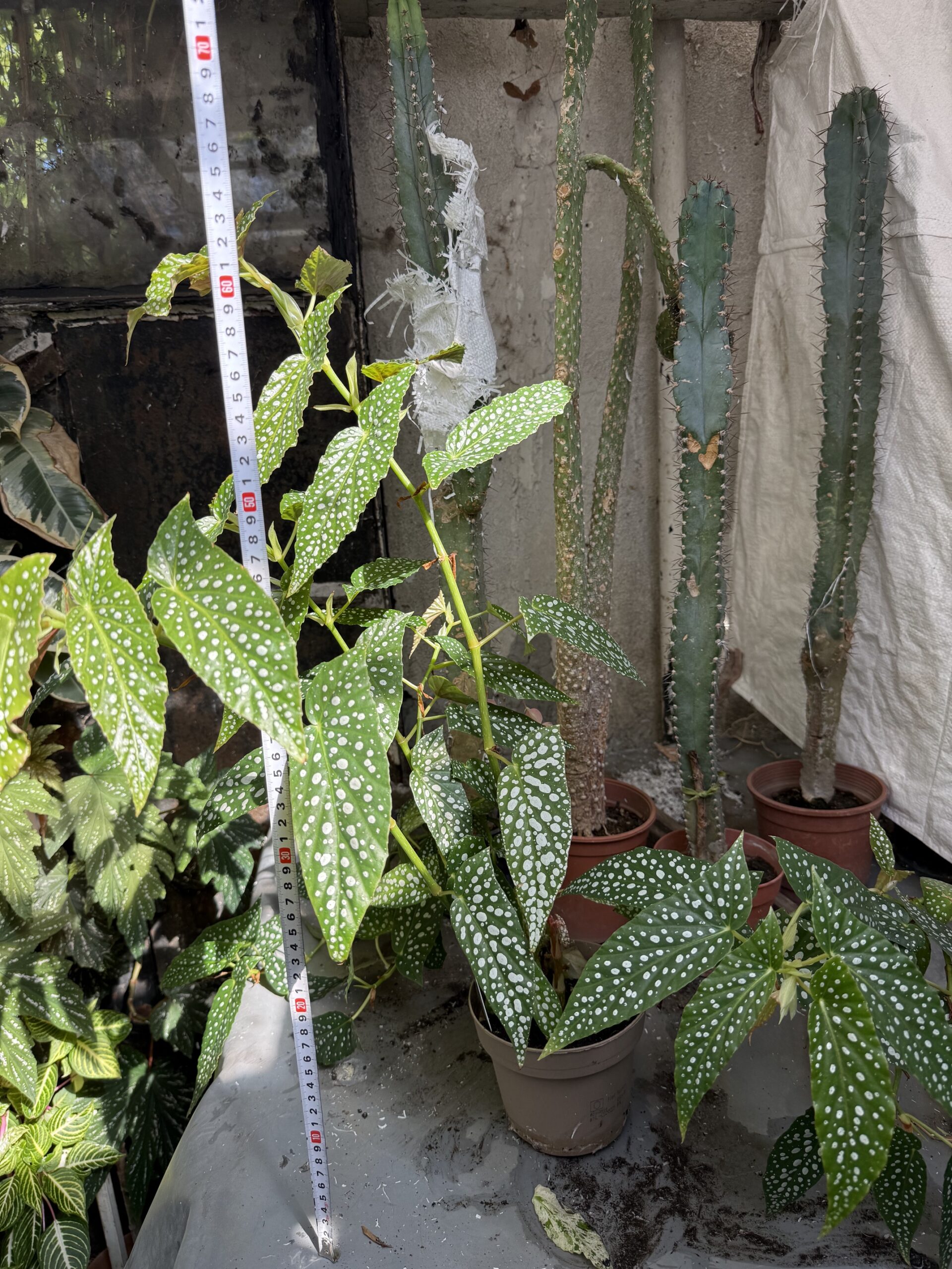 Бегония макулата с височина 60 см - Begonia maculata - Image 5