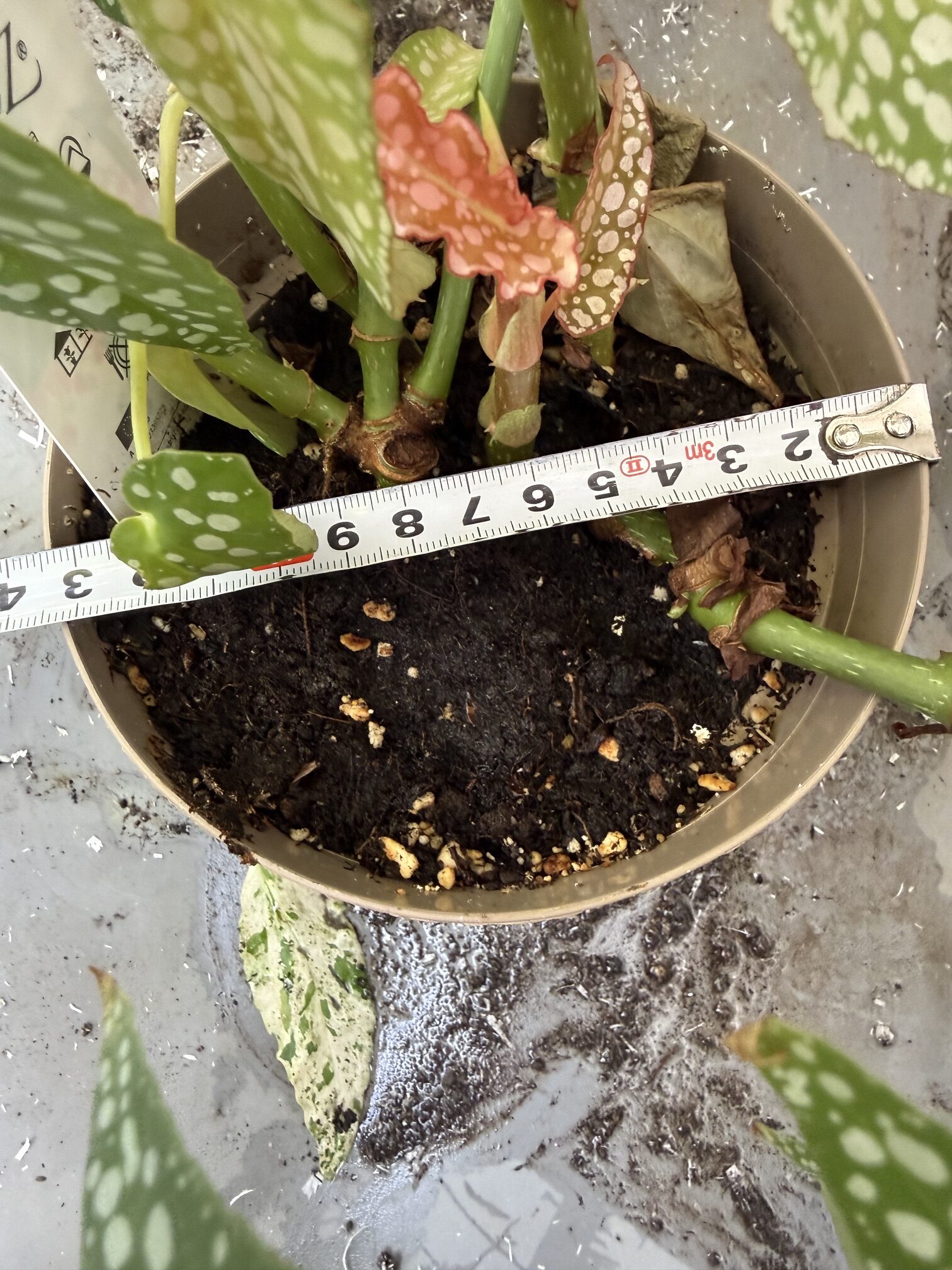 Бегония макулата с височина 60 см - Begonia maculata - Image 6