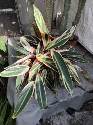 Калатея Триостар с височина 30 см - Calathea Triostar Калатея Триостар с височина 30 см - Calathea Triostar