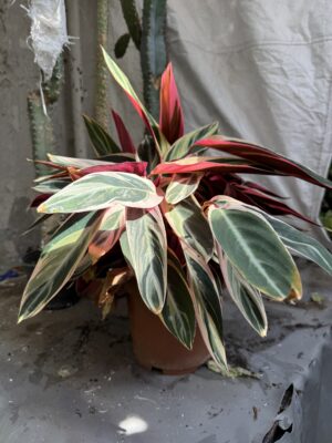 Калатея Триостар с височина 30 см - Calathea Triostar Калатея Триостар с височина 30 см - Calathea Triostar
