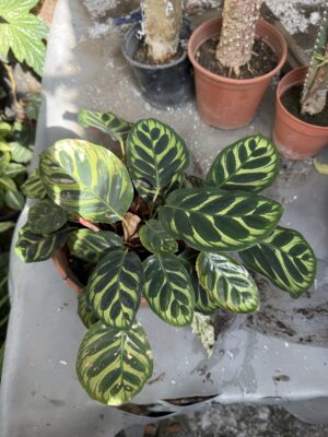 Калатея Макоя с височина 25 см - Calathea makoyana Калатея Макоя с височина 25 см - Calathea makoyana
