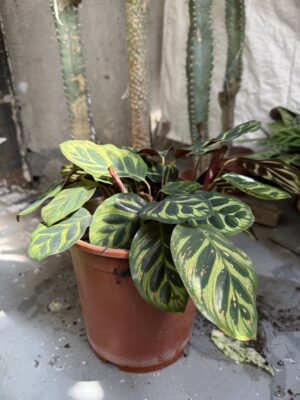 Калатея Макоя с височина 25 см - Calathea makoyana Калатея Макоя с височина 25 см - Calathea makoyana