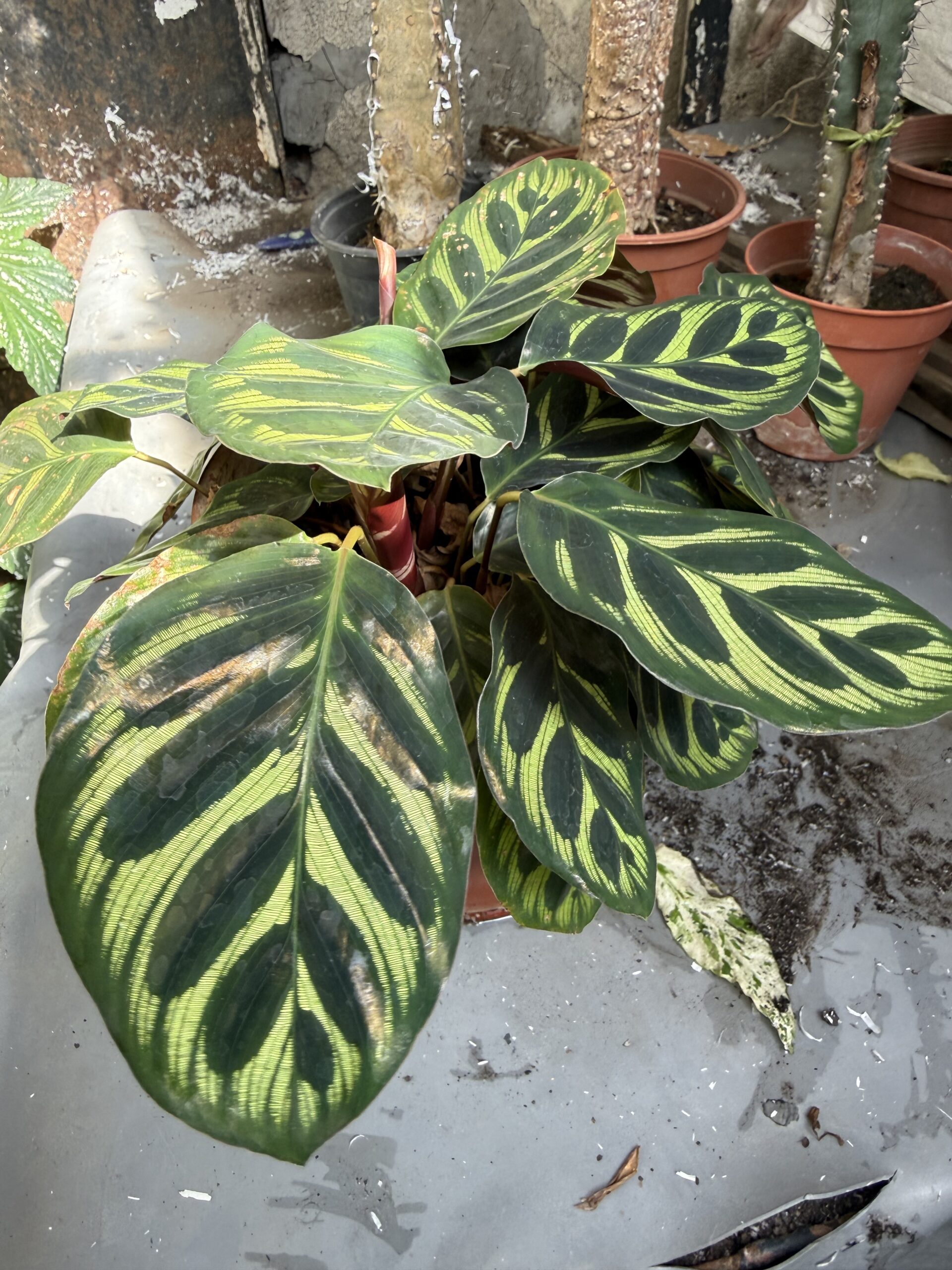 Калатея Макоя с височина 25 см - Calathea makoyana - Image 3