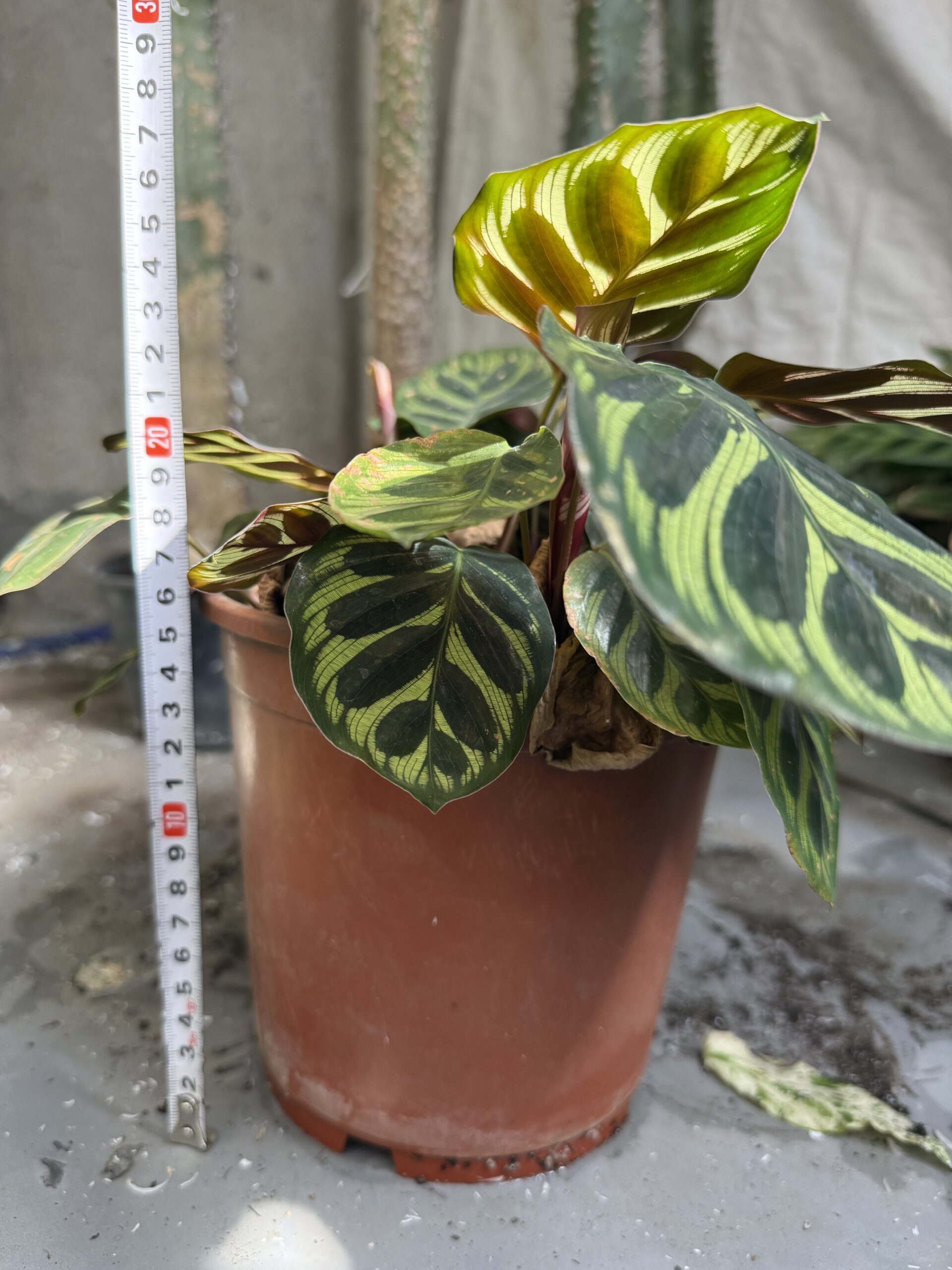Калатея Макоя с височина 25 см - Calathea makoyana - Image 4