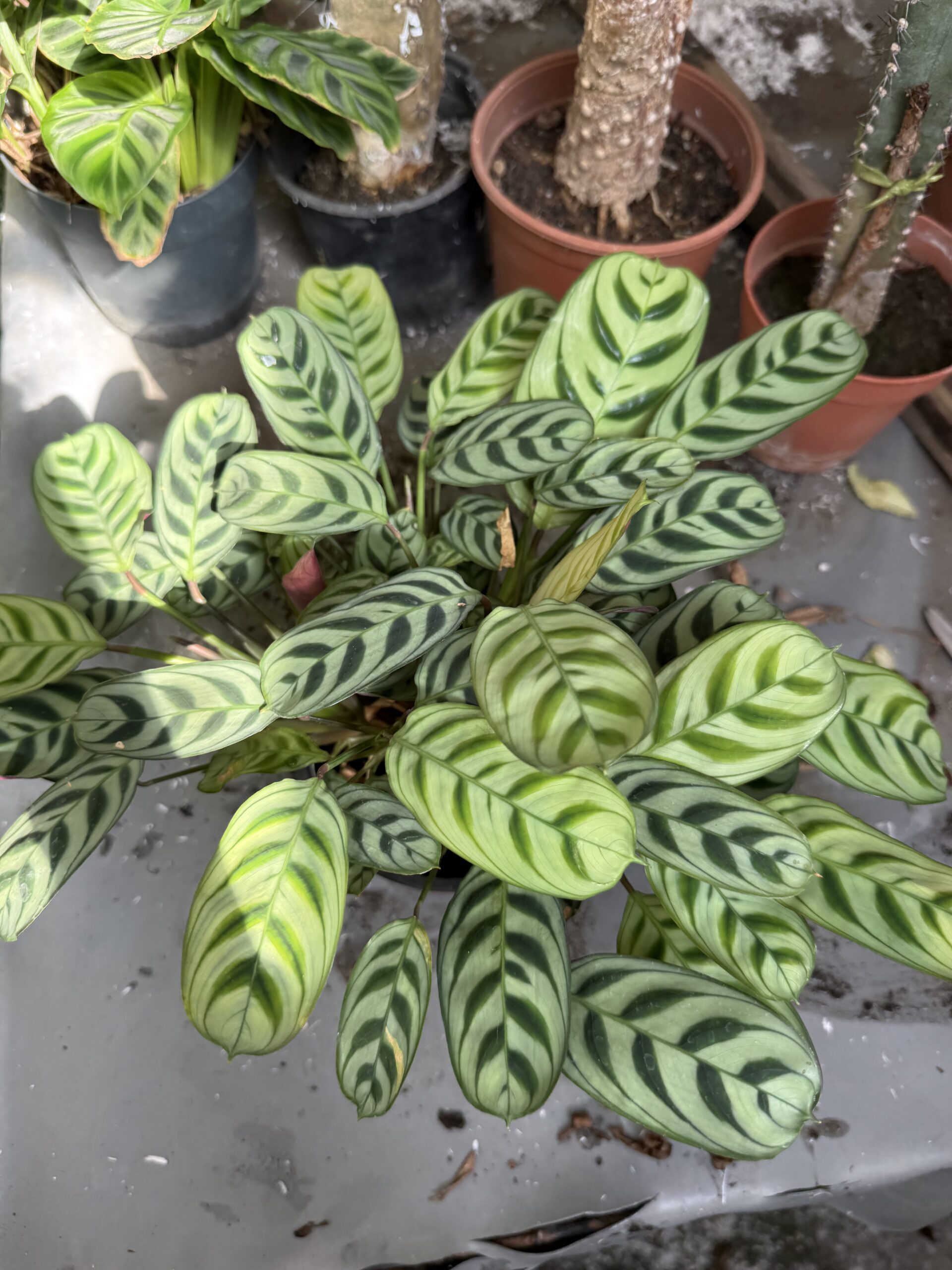 Ктенанте с височина 25 см - Ctenanthe burle-marxii - Image 4