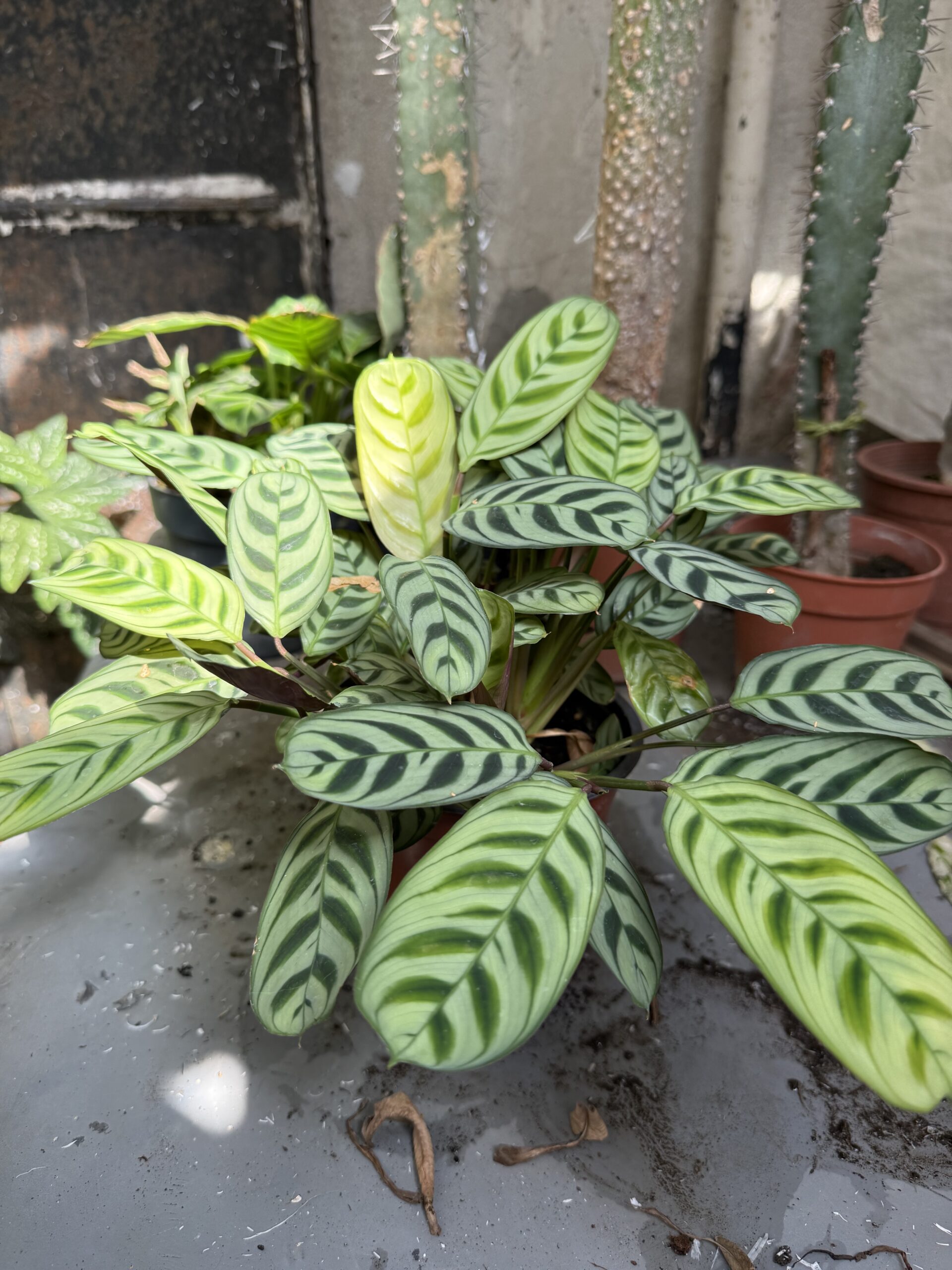 Ктенанте с височина 25 см - Ctenanthe burle-marxii - Image 3
