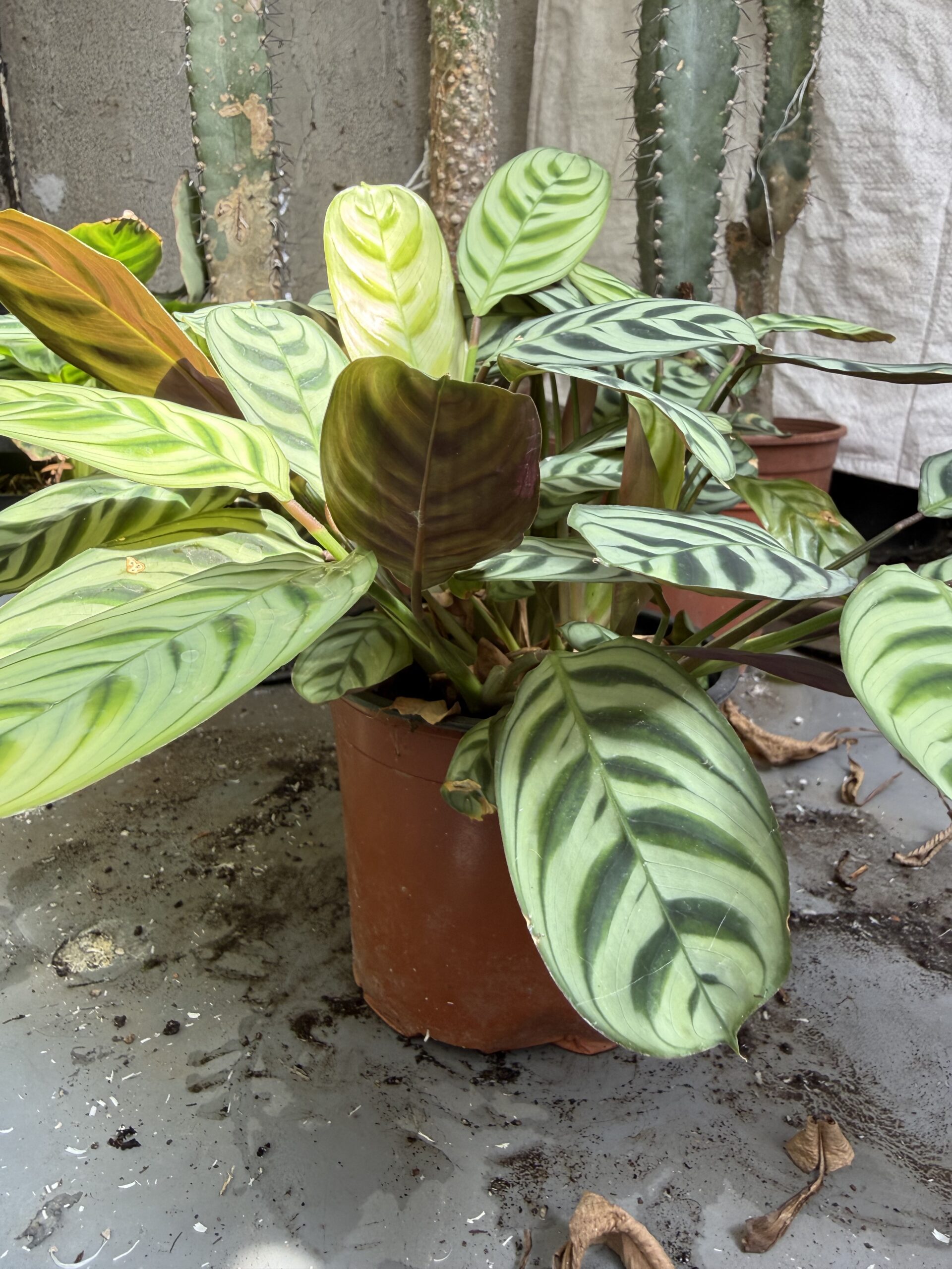 Ктенанте с височина 25 см - Ctenanthe burle-marxii - Image 2
