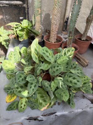 Маранта трицветна - Maranta tricolor Маранта трицветна - Maranta tricolor