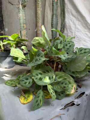 Маранта трицветна - Maranta tricolor Маранта трицветна - Maranta tricolor