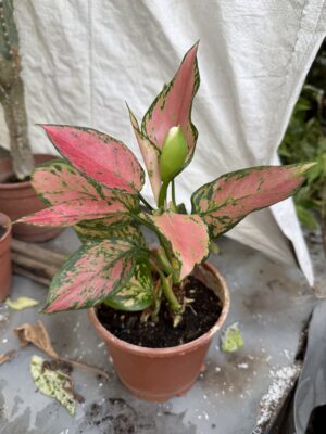 Естествено стайно растение Аглаонема Червен Валентин - Aglaonema Red Valentine Естествено стайно растение Аглаонема Червен Валентин - Aglaonema Red Valentine