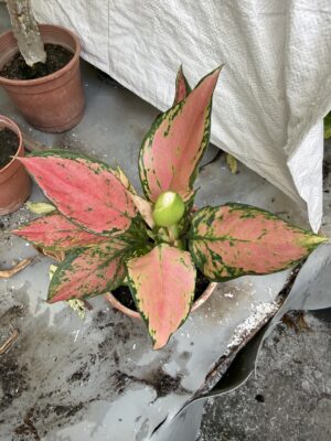 Естествено стайно растение Аглаонема Червен Валентин - Aglaonema Red Valentine Естествено стайно растение Аглаонема Червен Валентин - Aglaonema Red Valentine