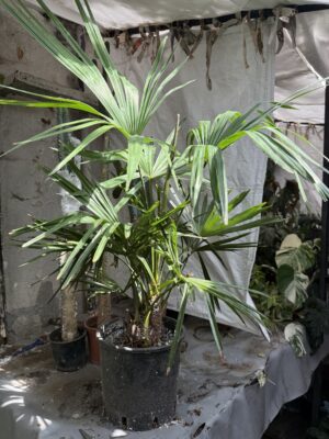 Палма Трахикарпус с височина 90 см - Palm Trachycarpus Палма Трахикарпус с височина 90 см - Palm Trachycarpus