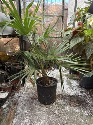 Палма Трахикарпус с височина 90 см - Palm Trachycarpus Палма Трахикарпус с височина 90 см - Palm Trachycarpus