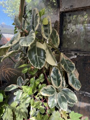 Фикус Еластика Тинеке с височина 185 см - Ficus tineke Фикус Еластика Тинеке с височина 185 см - Ficus tineke