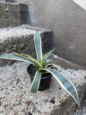 Агаве американско „Вариегата“ - Agave Americana Variegata Агаве американско „Вариегата“ - Agave Americana Variegata