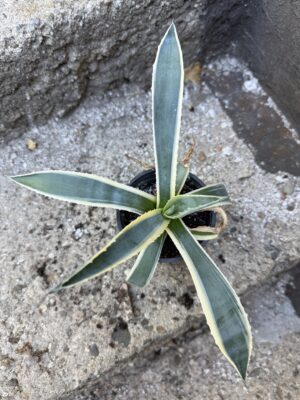 Агаве американско „Вариегата“ - Agave Americana Variegata Агаве американско „Вариегата“ - Agave Americana Variegata
