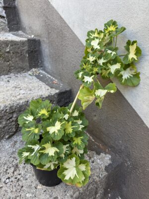 Пеларгониум - Pelargonium 1 (Копие) Пеларгониум - Pelargonium 1 (Копие)