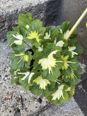 Пеларгониум - Pelargonium 1 (Копие) Пеларгониум - Pelargonium 1 (Копие)