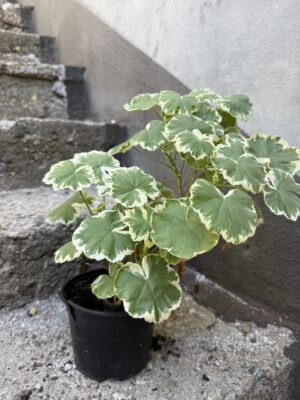 Пеларгониум - Pelargonium 1 Пеларгониум - Pelargonium 1