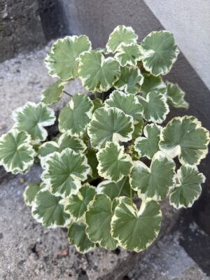 Пеларгониум - Pelargonium 1 Пеларгониум - Pelargonium 1