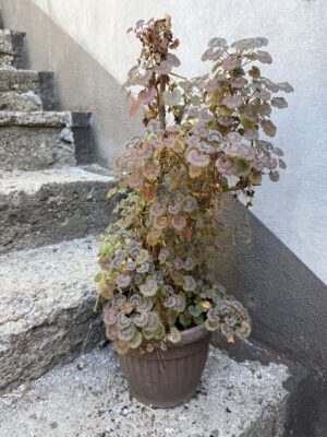 Пеларгониум - Pelargonium Пеларгониум - Pelargonium