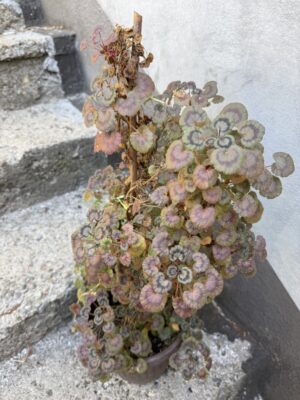 Пеларгониум - Pelargonium Пеларгониум - Pelargonium