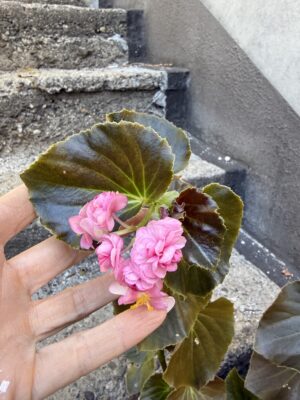 Бегония семперфлоренс кичеста розова - Begonia semperflorens double pink Бегония семперфлоренс кичеста розова - Begonia semperflorens double pink