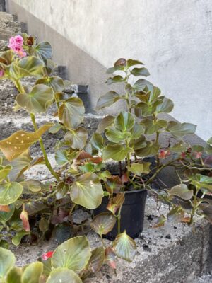 Бегония семперфлоренс кичеста розова - Begonia semperflorens double pink Бегония семперфлоренс кичеста розова - Begonia semperflorens double pink