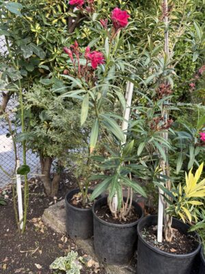Олеандър кичест червен - Oleander double red Олеандър кичест червен - Oleander double red
