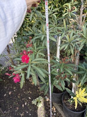 Олеандър кичест червен - Oleander double red Олеандър кичест червен - Oleander double red