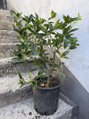 Портокал Кумкуат - Citrus Sinensis Портокал Кумкуат - Citrus Sinensis