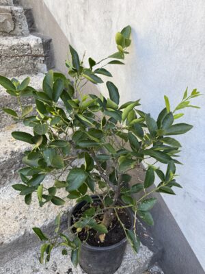 Портокал Кумкуат - Citrus Sinensis Портокал Кумкуат - Citrus Sinensis