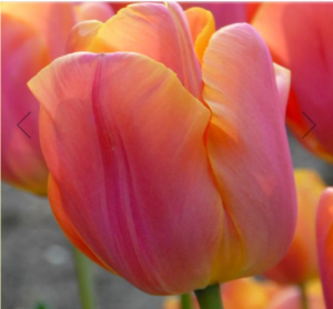 Лале Джими в прасковено оранжево с розов отенък - Tulip Jimmy Лале Джими в прасковено оранжево с розов отенък - Tulip Jimmy