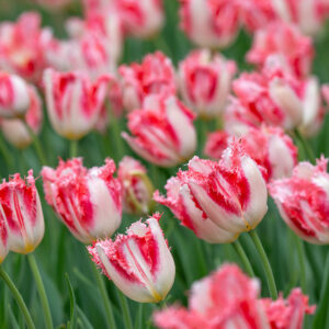 Лале ресничесто Сладката Симон бяло с розово - Tulip Sweet Simone Лале ресничесто Сладката Симон бяло с розово - Tulip Sweet Simone