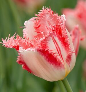 Лале ресничесто Сладката Симон бяло с розово - Tulip Sweet Simone Лале ресничесто Сладката Симон бяло с розово - Tulip Sweet Simone