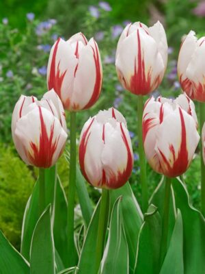 Лале бяло с червено Щастлив народ - Tulip Happy generation Лале бяло с червено Щастлив народ - Tulip Happy generation