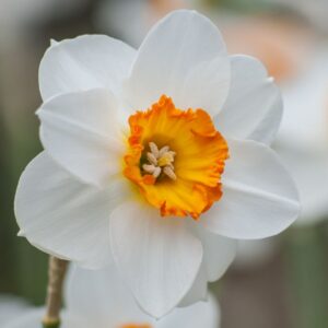 Нарцис старинен сорт ароматен не изчезва през годините - Narcissus Recurvus Нарцис старинен сорт ароматен не изчезва през годините - Narcissus Recurvus