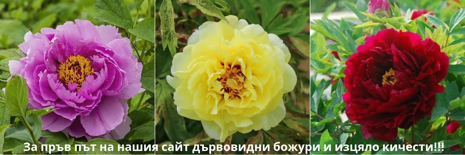 Луковици за нарцис засаждане есен