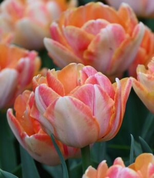 Лале Танцът на лисицата с цвят на мармалад - Tulip Foxy Foxtrot Лале Танцът на лисицата с цвят на мармалад - Tulip Foxy Foxtrot